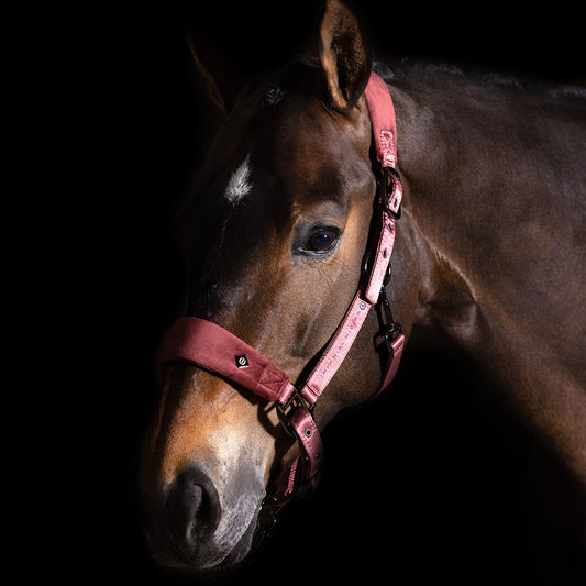 Uniquerider - Bilterweg 70, 3840 Borgloon, België. Contact: +32 479 284816, info@uniquerider.be. BTW-nummer: BE0806 653 780.