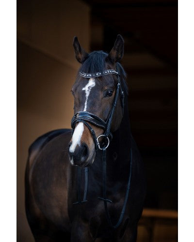 HB Showtime It is so special