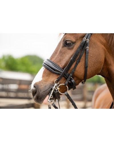 HB Showtime All You Needed