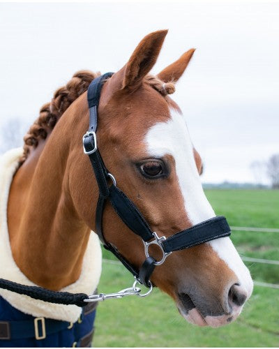 Showtime Velvet halsters little sizes glitter