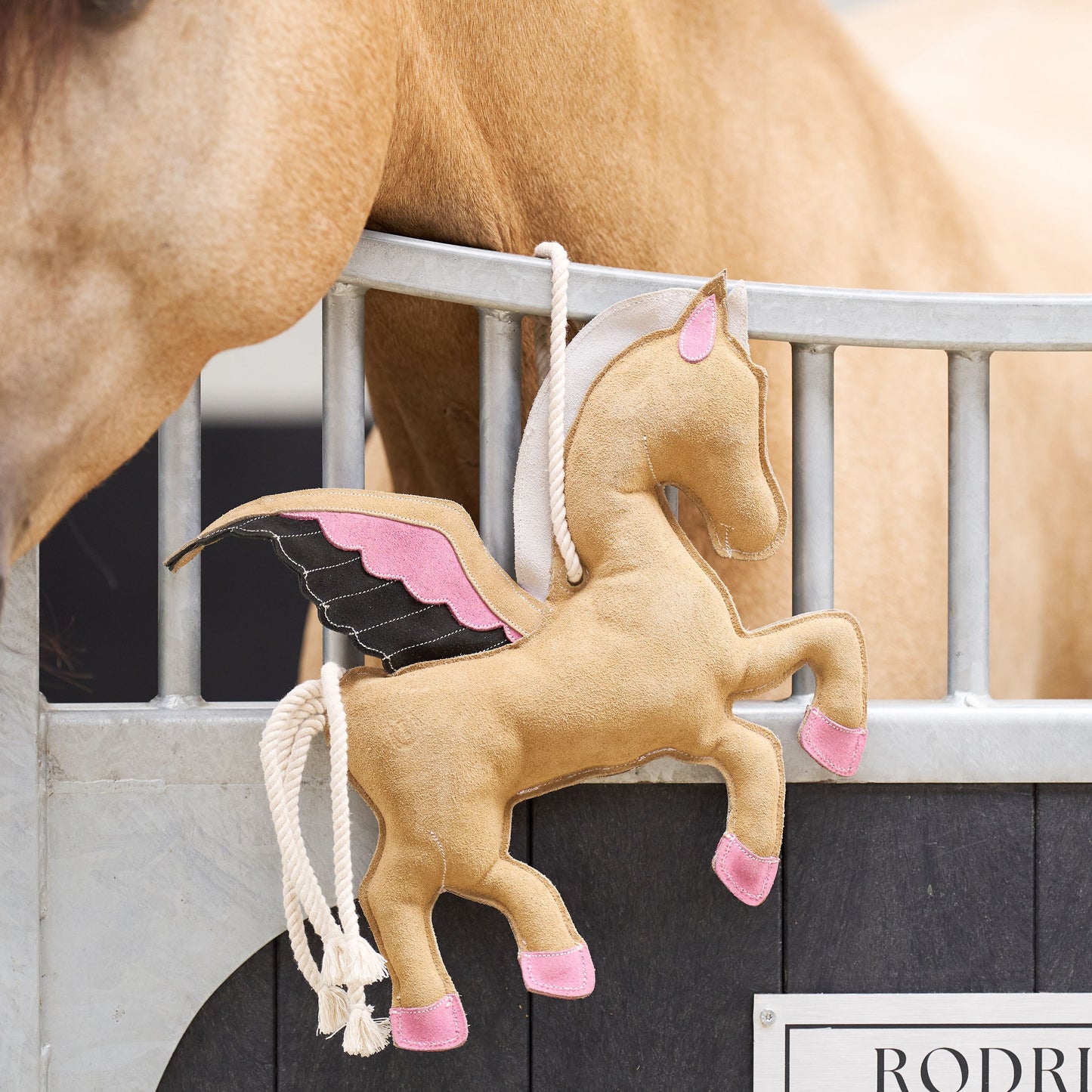 Stable buddy Pagasus