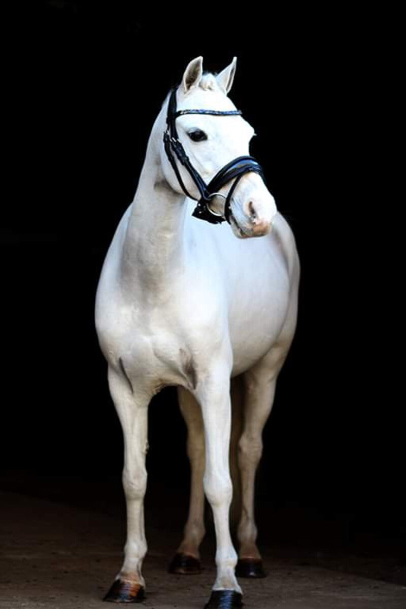 LJ Blue rock hoofdstel