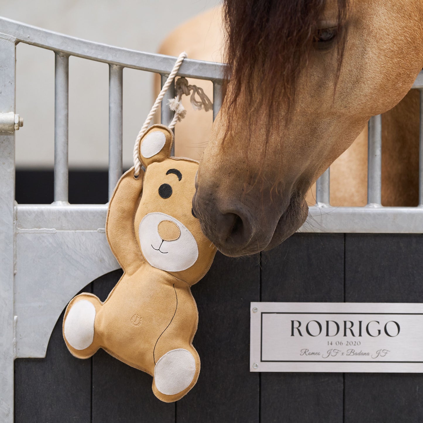 Stable buddy Teddy