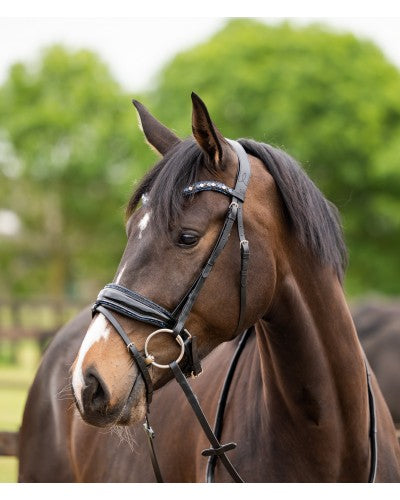 HB Showtime Las Vegas