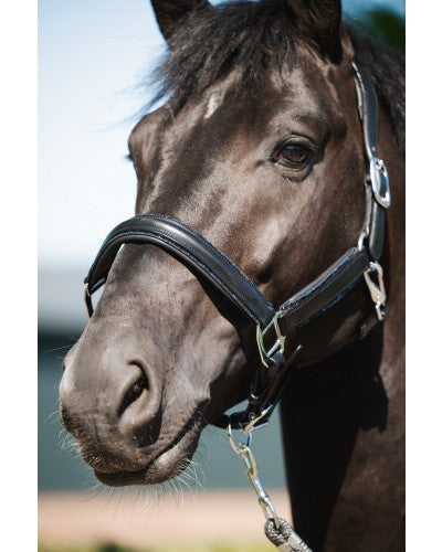 Uniquerider - Bilterweg 70, 3840 Borgloon, België. Contact: +32 479 284816, info@uniquerider.be. BTW-nummer: BE0806 653 780.