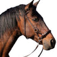 Uniquerider - Bilterweg 70, 3840 Borgloon, België. Contact: +32 479 284816, info@uniquerider.be. BTW-nummer: BE0806 653 780.