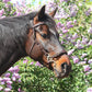 Uniquerider - Bilterweg 70, 3840 Borgloon, België. Contact: +32 479 284816, info@uniquerider.be. BTW-nummer: BE0806 653 780.